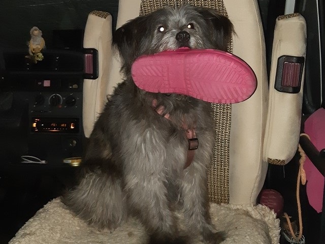 Hundetreffen 2019 im Allgäu (9)